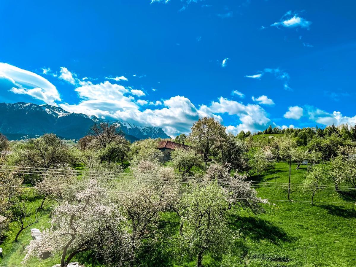 Transylvania Mountain View Cdi Bran  Exterior photo